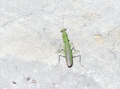 Odontomantis sinensis