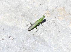 Odontomantis sinensis