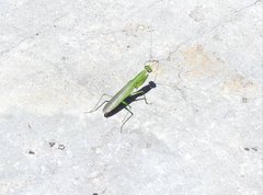 Odontomantis sinensis