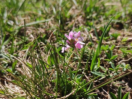Androsace laggeri, photograph 4