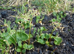 Micranthes nelsoniana aestivalis