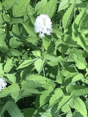 Actaea rubra