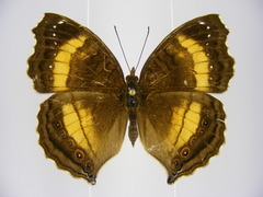 Junonia terea terea