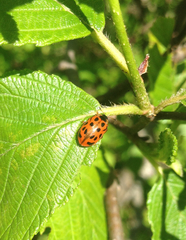 Chrysomela mainensis