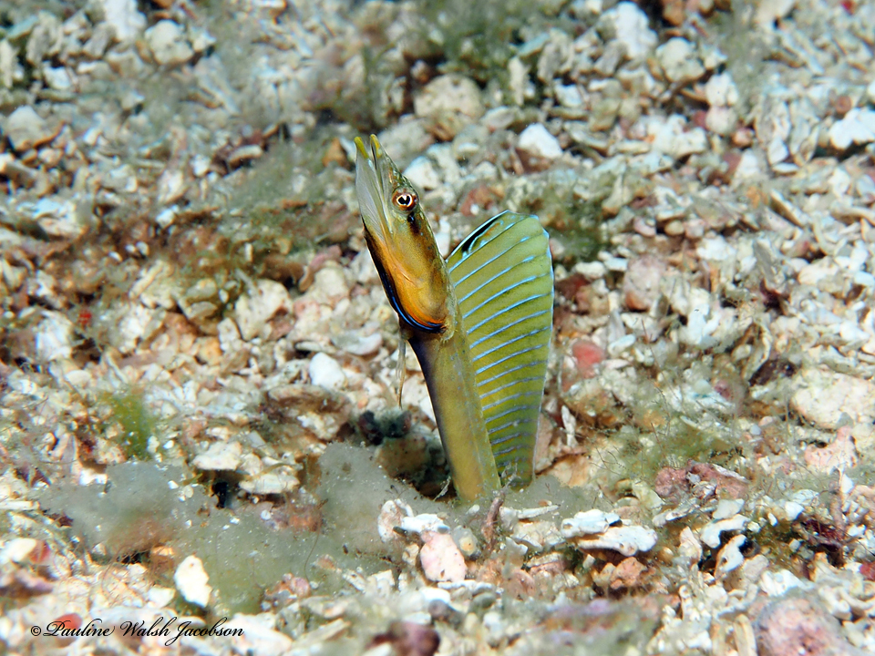 Yellowface Pikeblenny