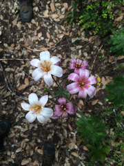 Lilium rubescens
