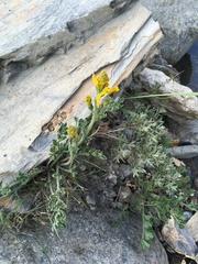 Corydalis moorcroftiana