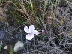 Oxalis eckloniana