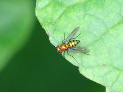 Condylostylus comatus