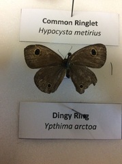 Ypthima arctous