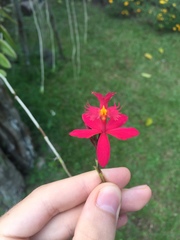 Epidendrum ibaguense