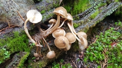 Mycena overholtsii