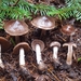 Cortinarius Sect. Verni - Photo (c) noah_siegel, some rights reserved (CC BY-NC-SA), uploaded by noah_siegel