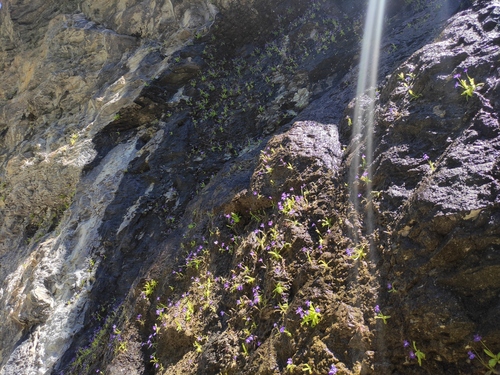 Pinguicula longifolia