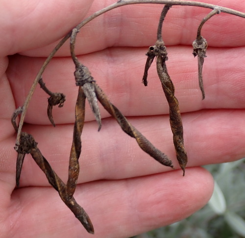 Calobota cytisoides, photograph 2