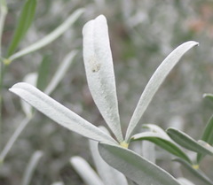 Calobota cytisoides, photograph (c) Nicola van Berkel, some rights reserved (CC BY-SA)