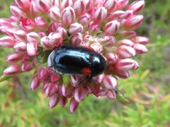 Saxinis saucia