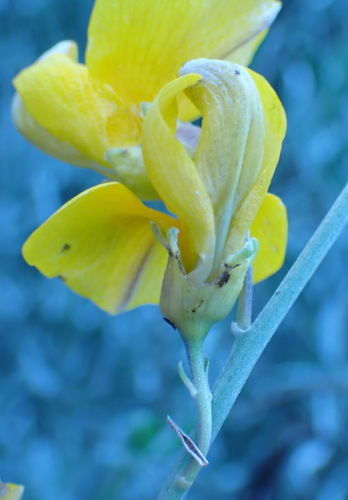 Calobota cytisoides, photograph 4