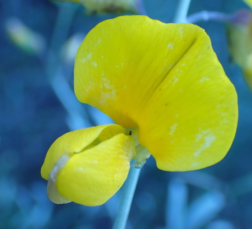 Calobota cytisoides, photograph 3