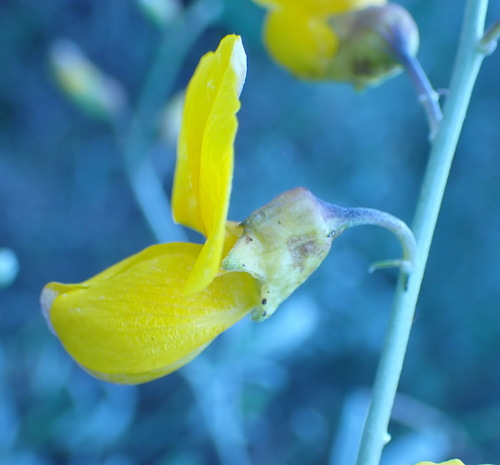 Common Gannabush (Calobota cytisoides)
