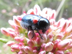 Saxinis saucia