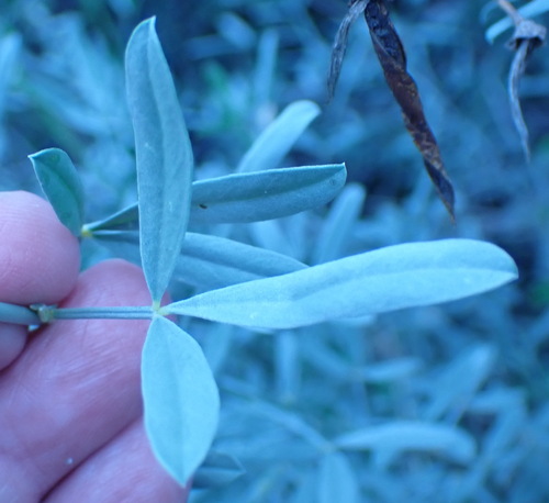 Calobota cytisoides, photograph 1