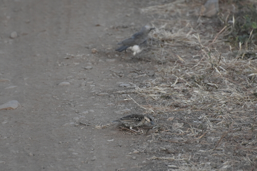 Donaldson Smith's Sparrow-Weaver (Plocepasser donaldsoni), photo 1