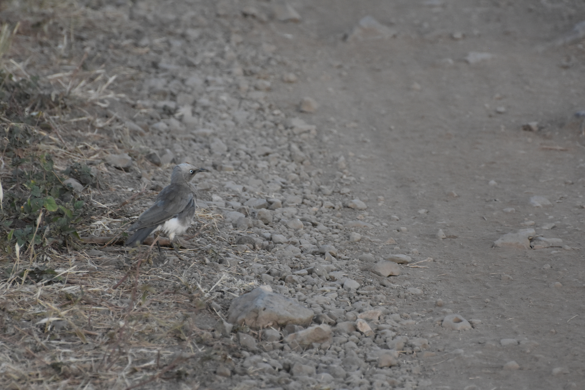 Fischer's Starling (Lamprotornis fischeri), photo 4