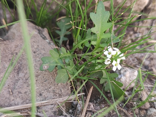 Murbeckiella pinnatifida, photograph 2