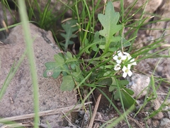 Murbeckiella pinnatifida, photograph (c) Augustin Soulard, some rights reserved (CC BY)