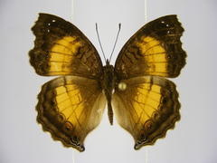 Junonia terea terea