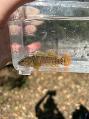 Caney Fork Darter photo 2