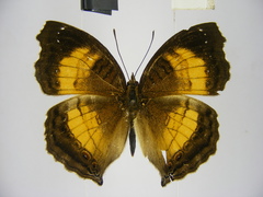 Junonia terea terea