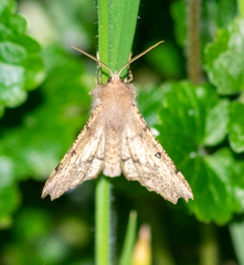 Odontopera bidentata