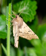 Odontopera bidentata