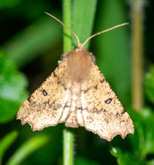 Odontopera bidentata