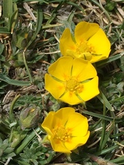 Potentilla pamirica