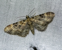 Eupithecia linariata