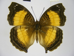 Junonia terea terea