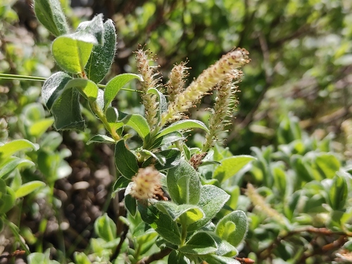 Salix pyrenaica, photograph 2