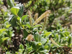 Salix pyrenaica, photograph (c) Augustin Soulard, some rights reserved (CC BY)