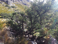 Podocarpus elongatus