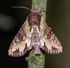 Apamea crenata