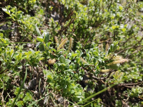 Salix pyrenaica, photograph 3