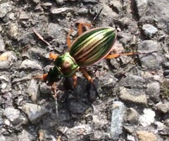 Carabus auratus