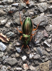 Carabus auratus