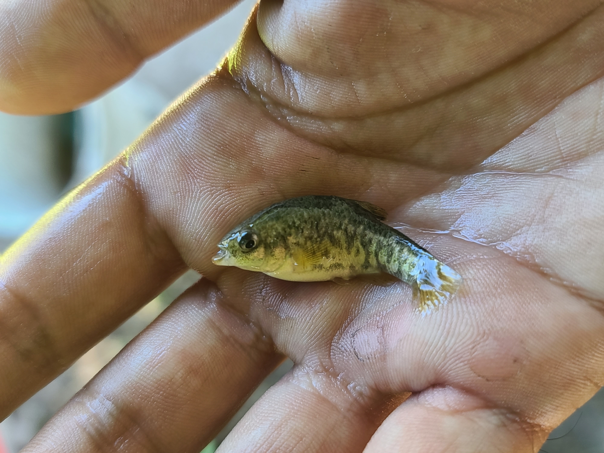 Nazas Pupfish