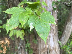 Cameraria guttifinitella