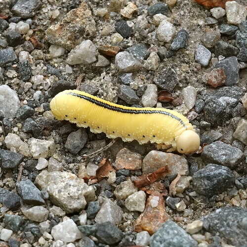 North American Elm Sawfly
