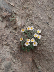 Paraquilegia anemonoides
